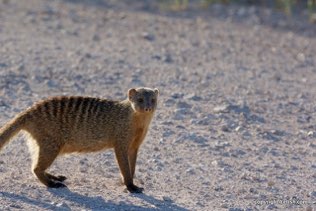Lemming