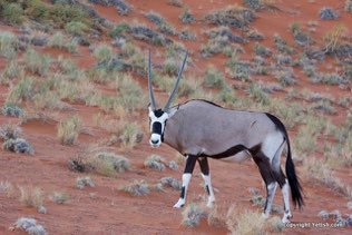 Oryx