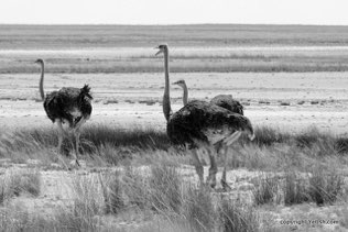 Ostritch