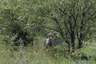 Rhino