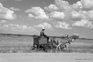 Mule Chariot