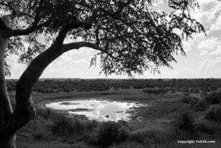 Watering Hole