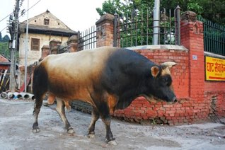 Pashupathinath