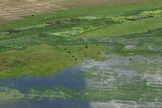 Pasture