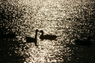 Overpeck park