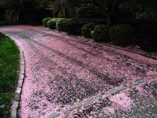 Petal path, Alpine