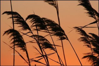 Wind Struck