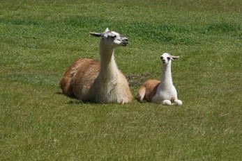 Lamas