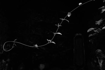 Vine