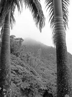 El Yunque