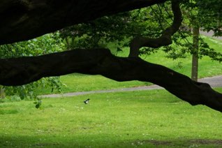 Kelvingrove