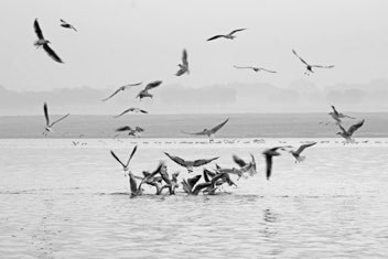 Feeding frenzy, Ganges, Varanasi