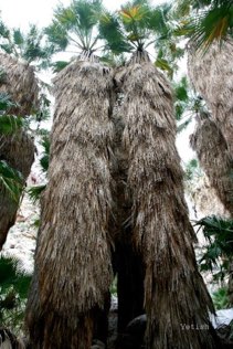 Borrego springs